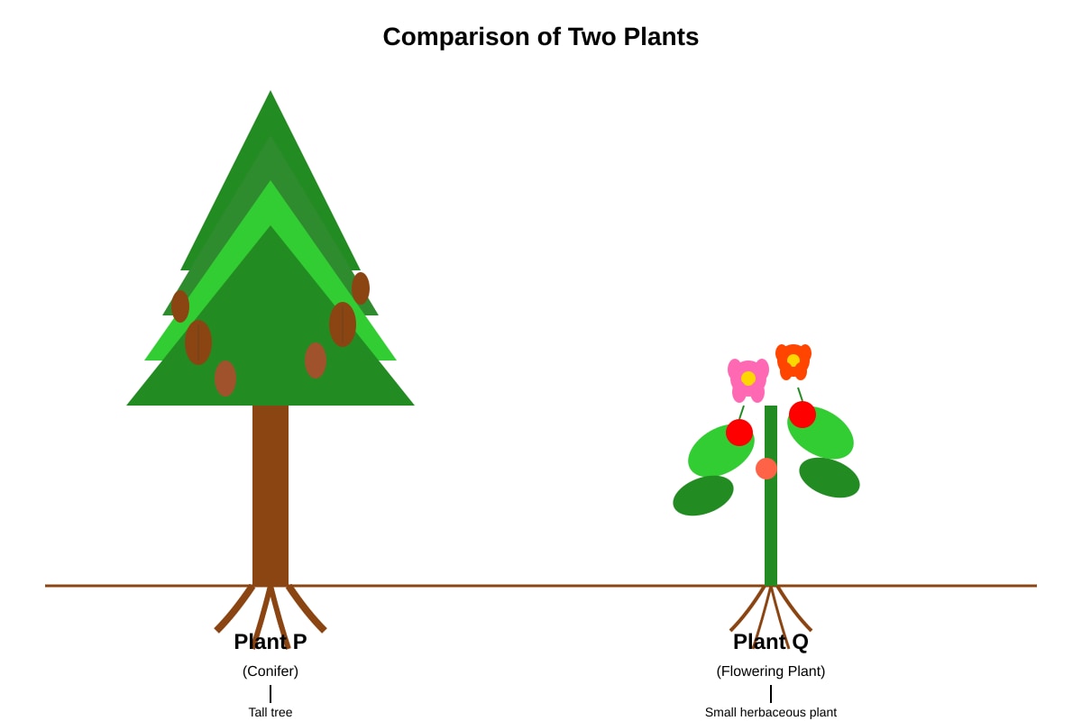 Diagram for Q14 (P6 Science)