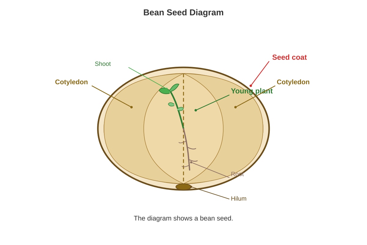 Diagram for Q20 (P3 Science)