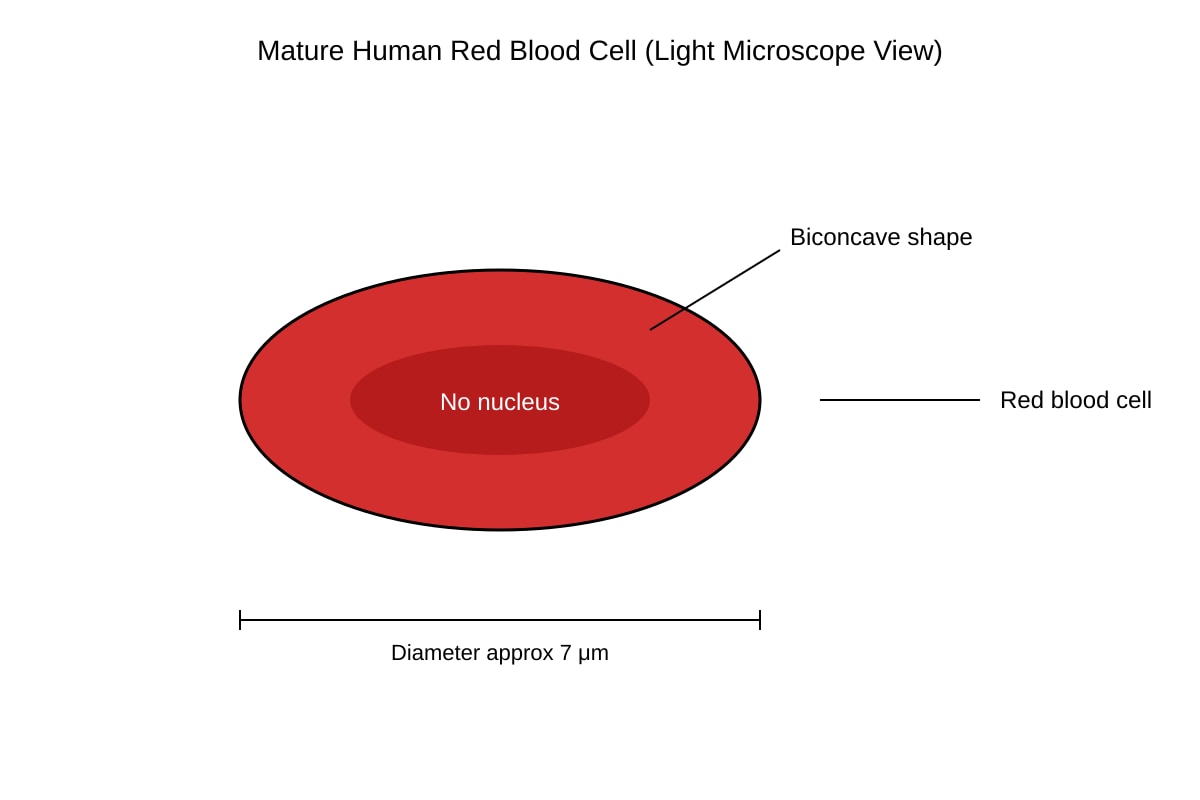 Diagram for Q11 (SEC3 Biology)