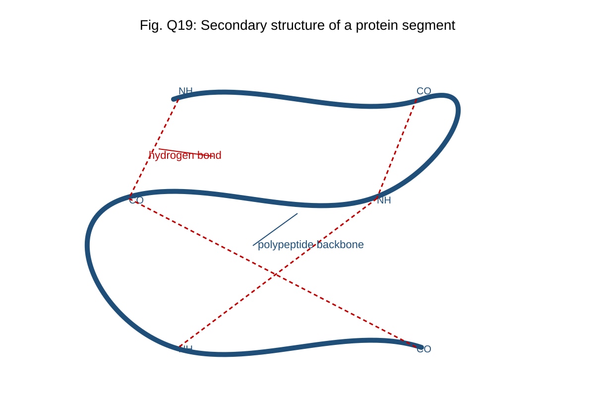 Diagram for 19 (ALEVEL Biology H1)