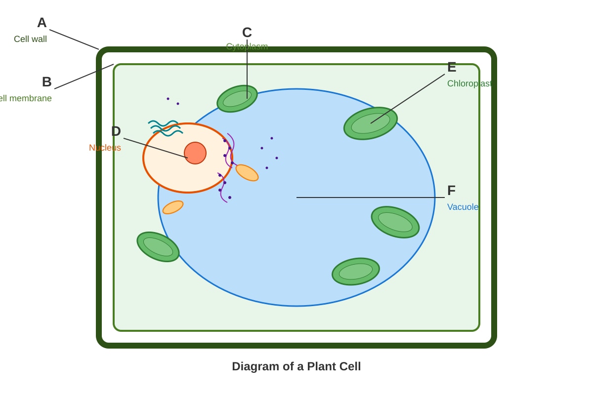 Diagram for Q36 (P5 Science)