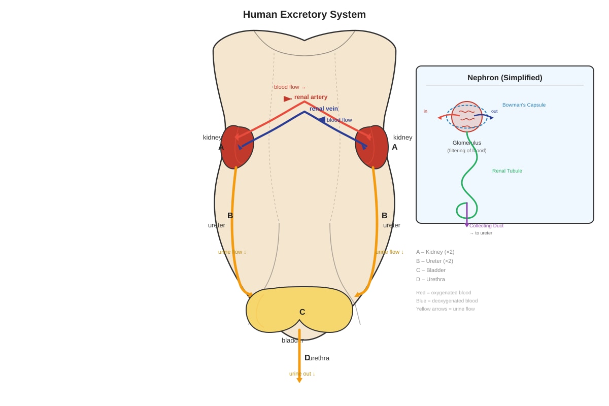 Diagram for Q11 (P6 Science)