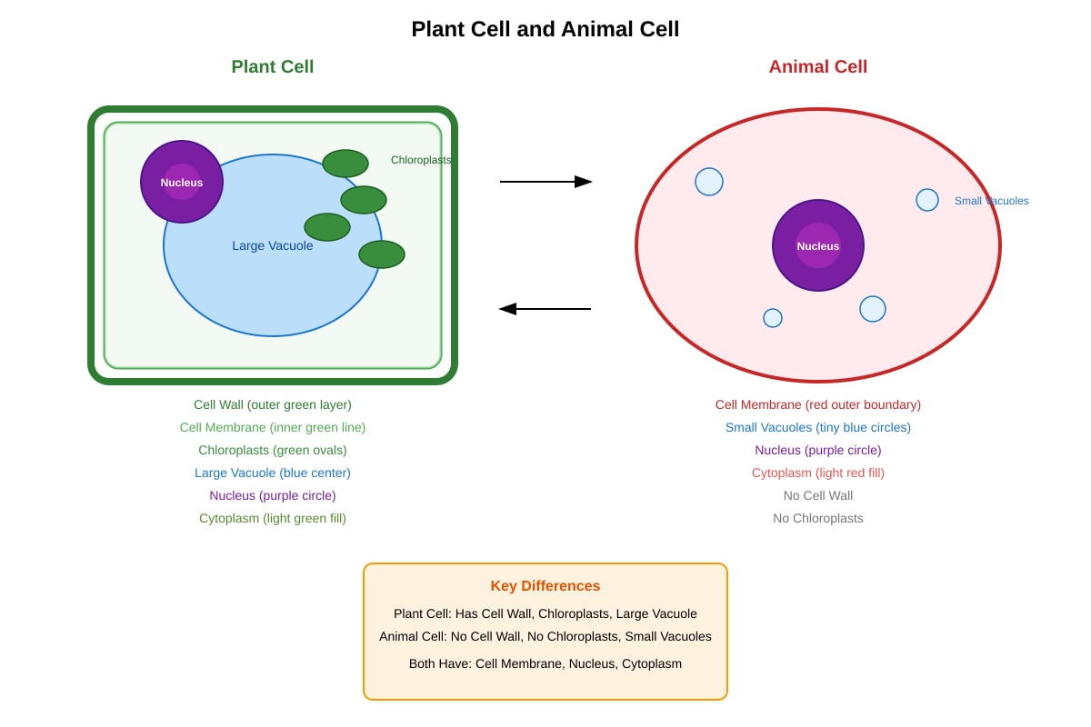 Diagram for Q22 (P5 Science)