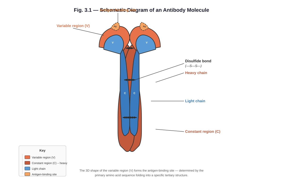 Diagram for Q3 (ALEVEL Biology H1)