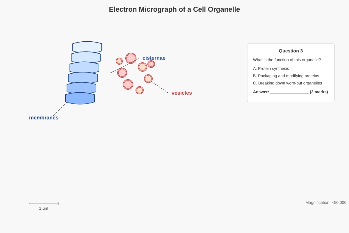Diagram for Q3 (SEC3 Biology)