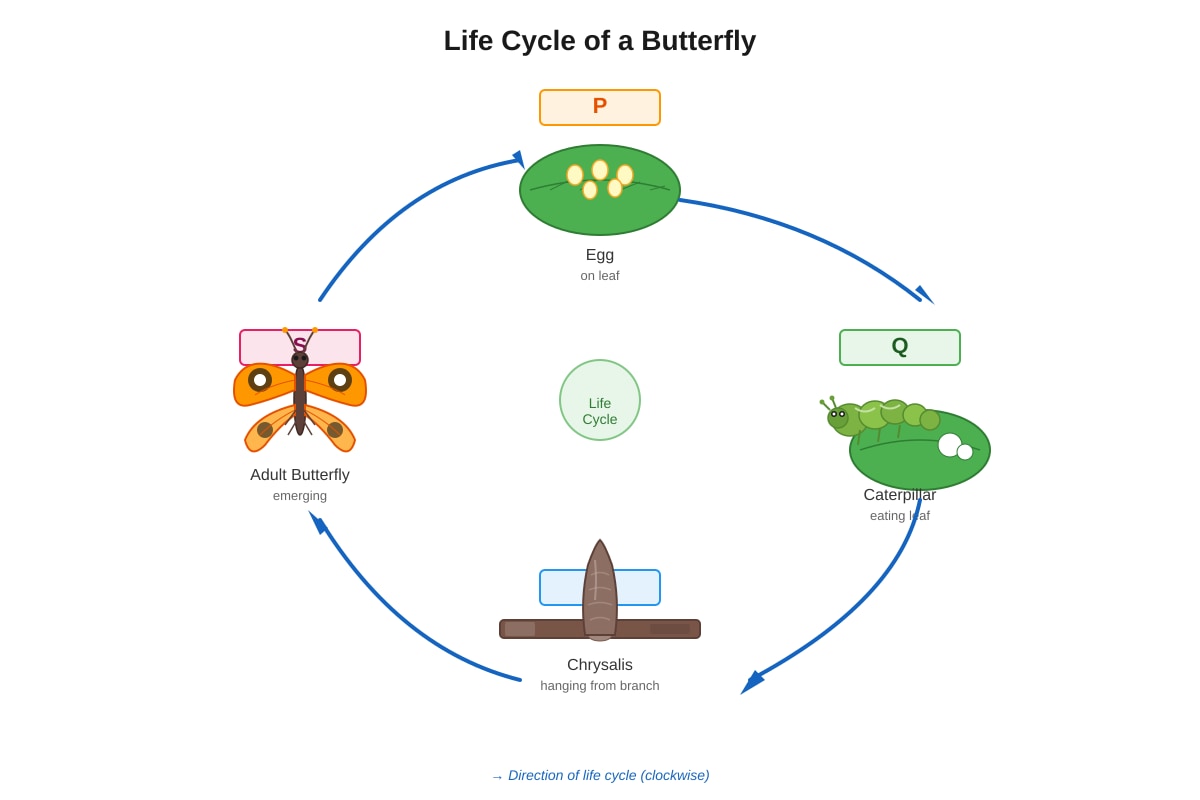 Diagram for Q23 (P3 Science)