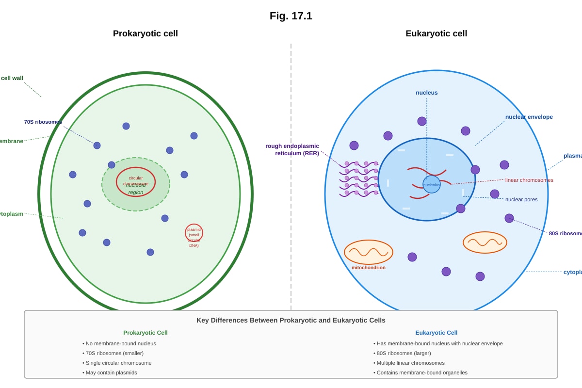 Diagram for Q17 (ALEVEL Biology H2)