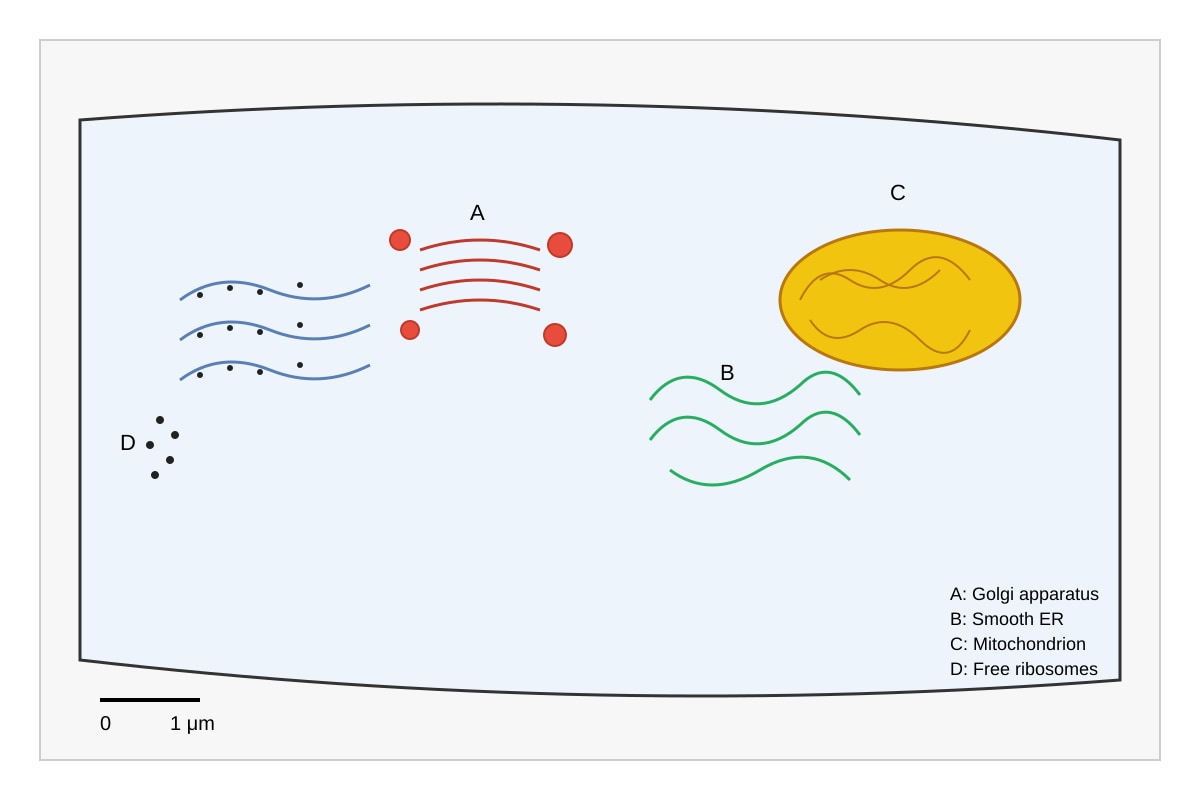 Diagram for Q11 (ALEVEL Biology H1)