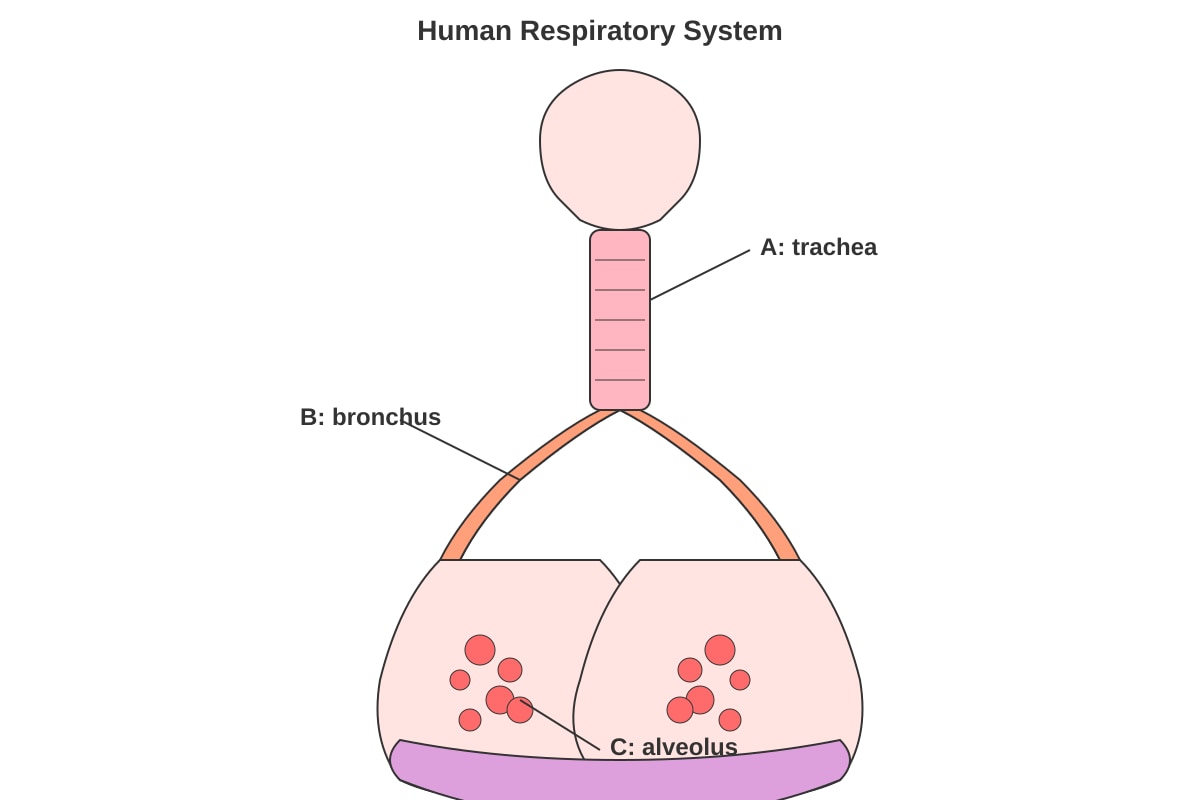 Diagram for Q9 (P5 Science)
