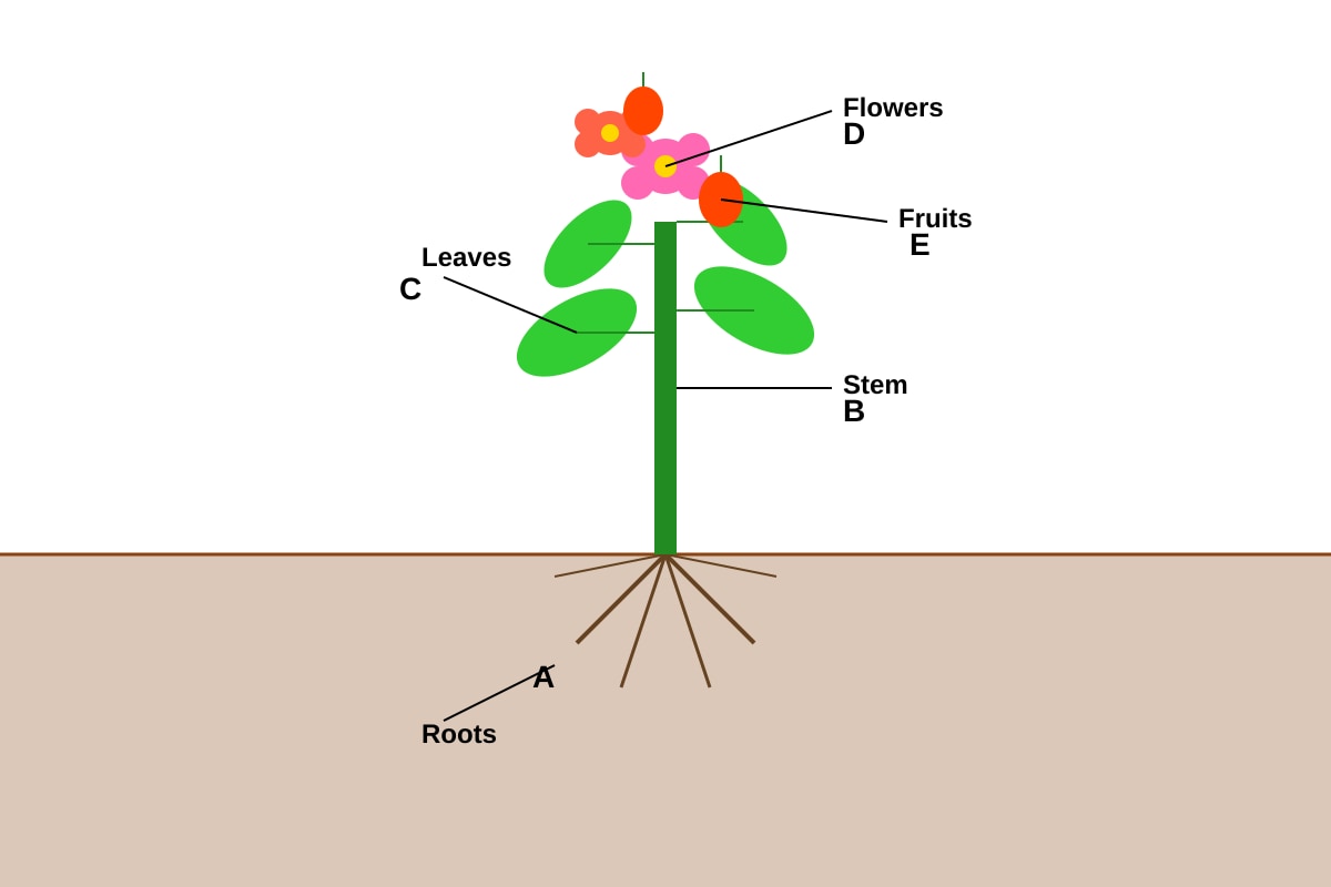 Diagram for Q4 (P4 Science)