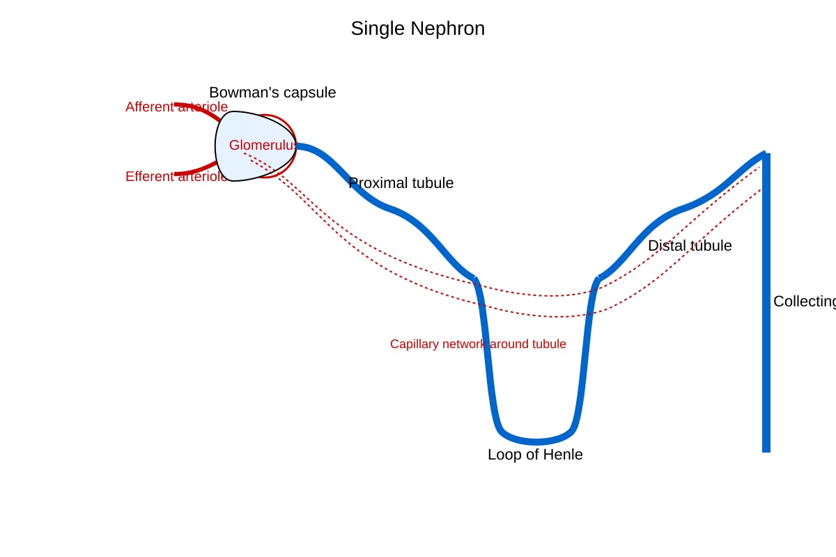 Diagram for Q13 (SEC3 Biology)