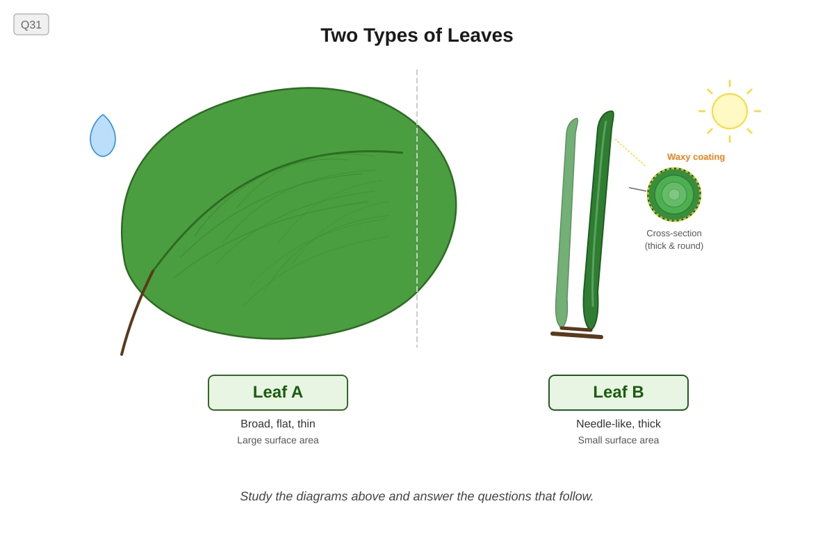 Figure for Q31 (P6 Science)