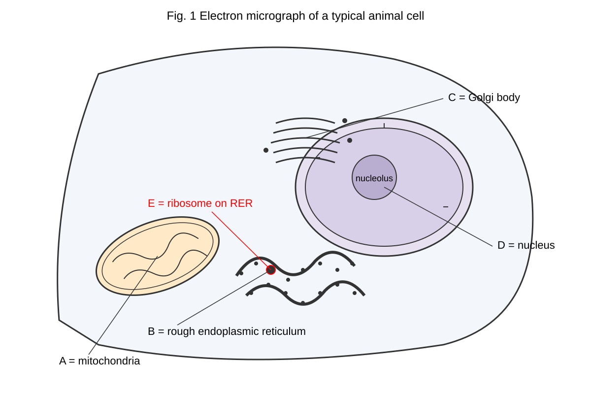 Diagram for 1 (ALEVEL Biology H1)