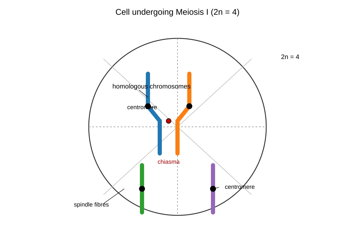 Diagram for Q16 (SEC4 Combined Sci Bio)