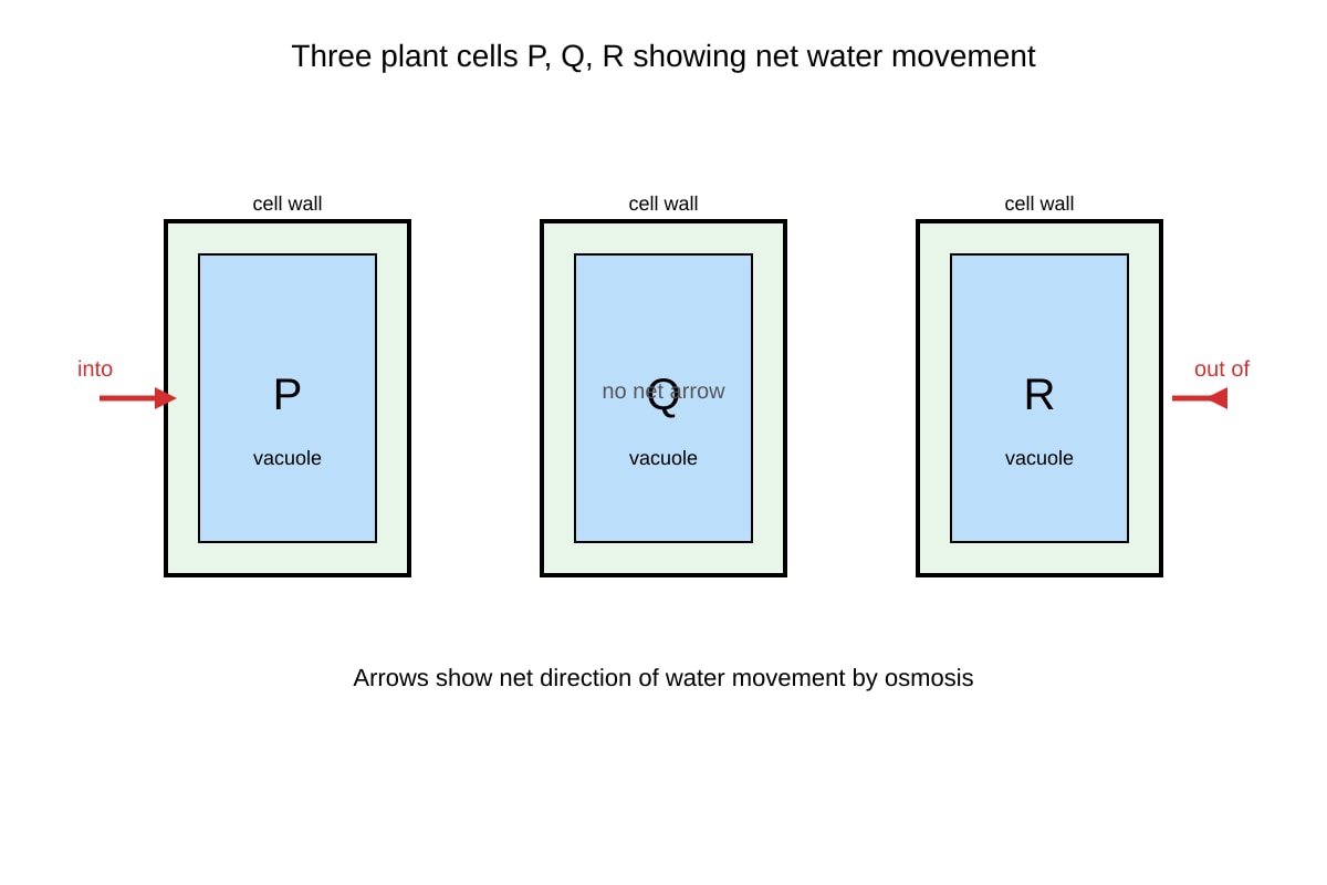 Diagram for Q11 (SEC4 Pure Biology)
