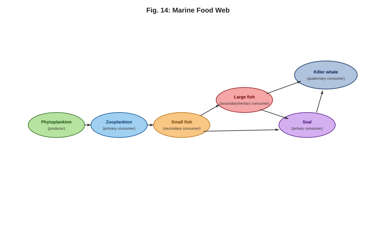 Diagram for Q14 (ALEVEL Biology H1)