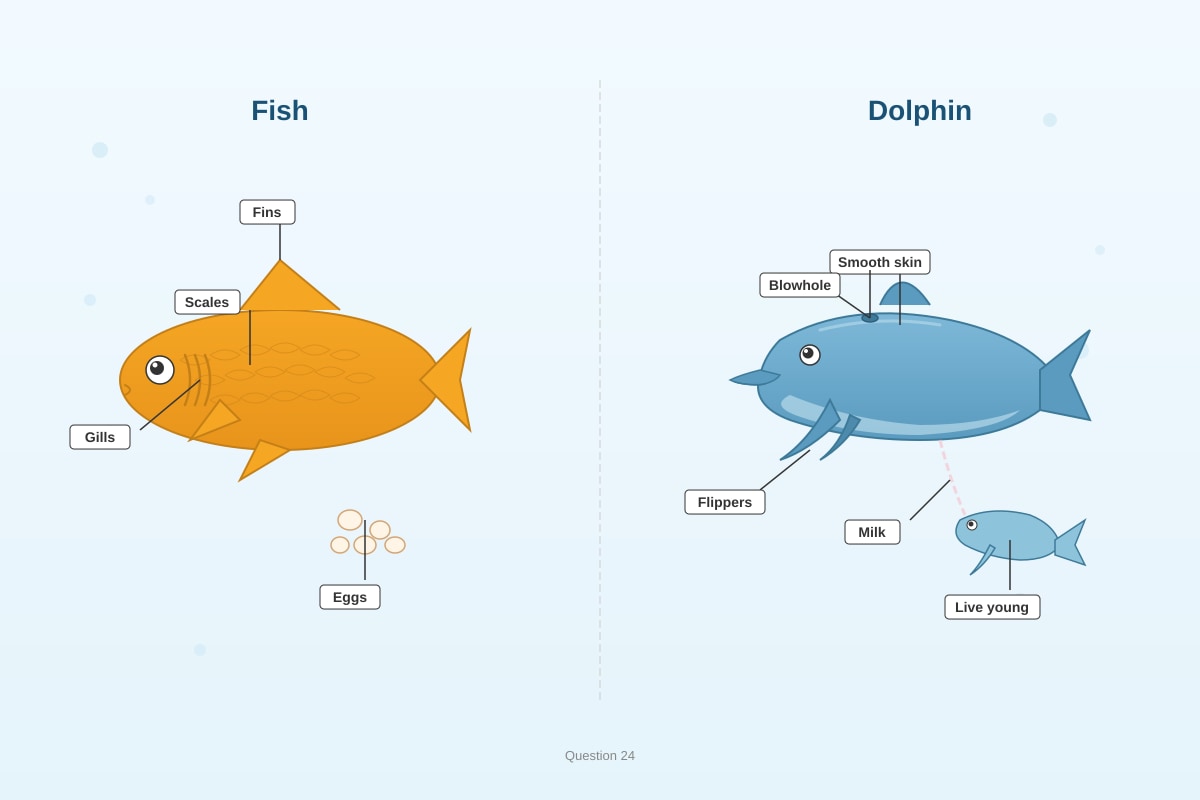 Diagram for Q24 (P6 Science)