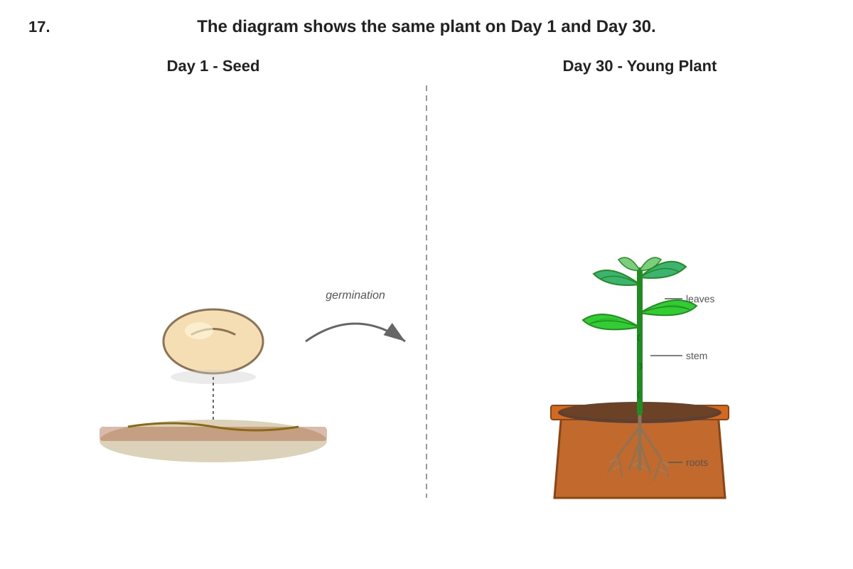Diagram for Q17 (P3 Science)