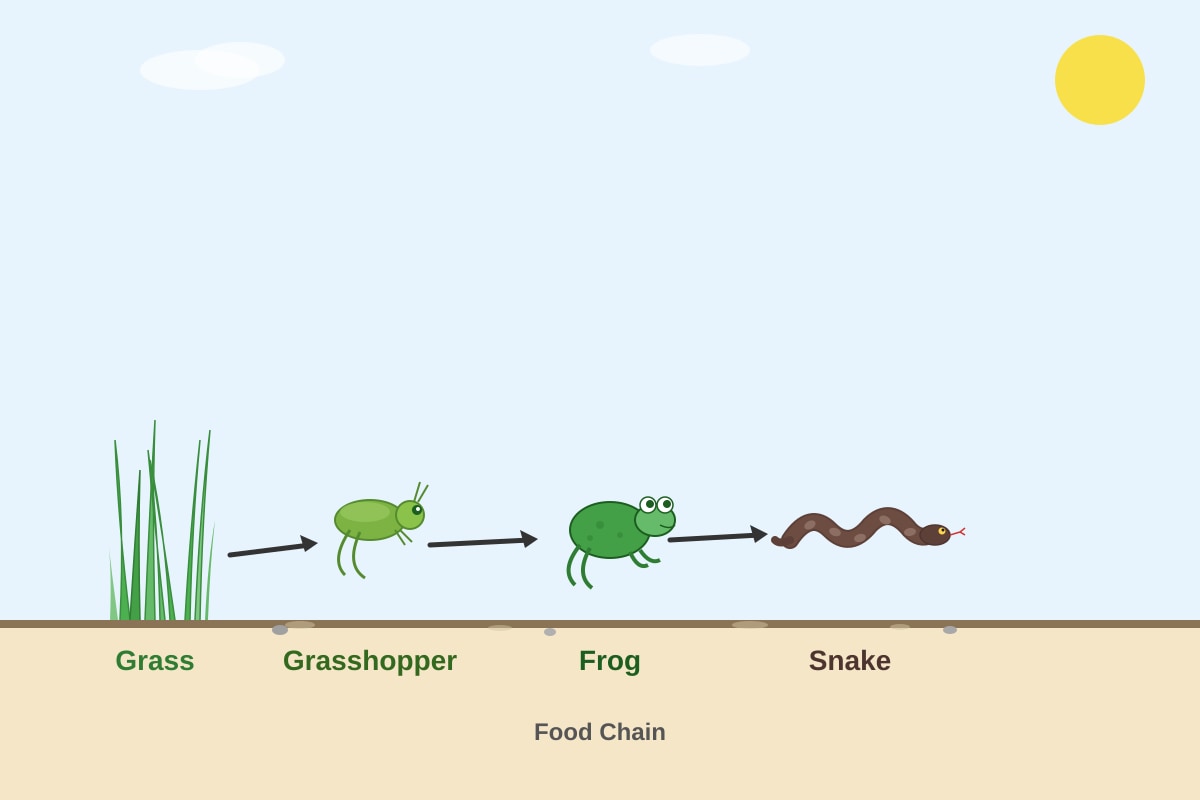 Diagram for Q3 (P4 Science)