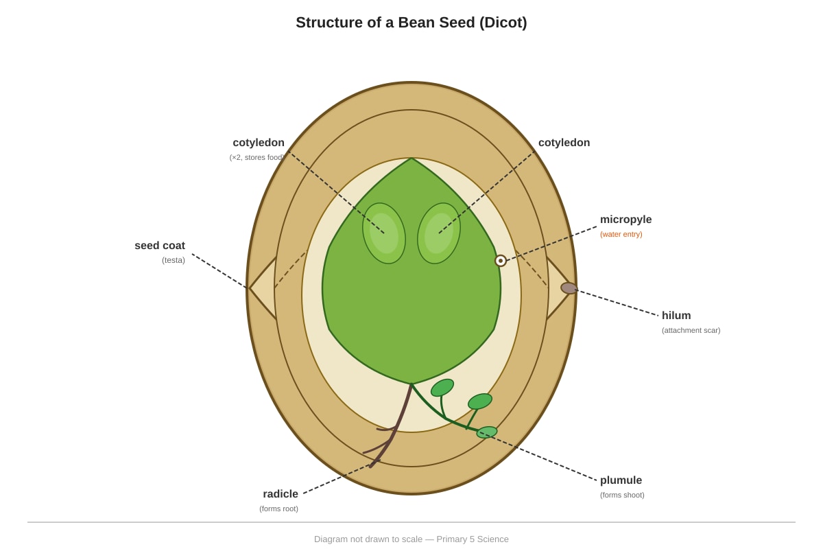 Diagram for Q31 (P5 Science)