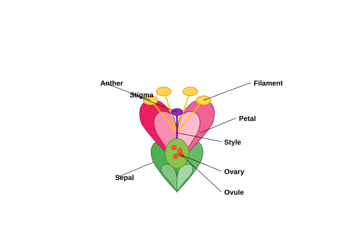 Diagram for Q34 (P5 Science)