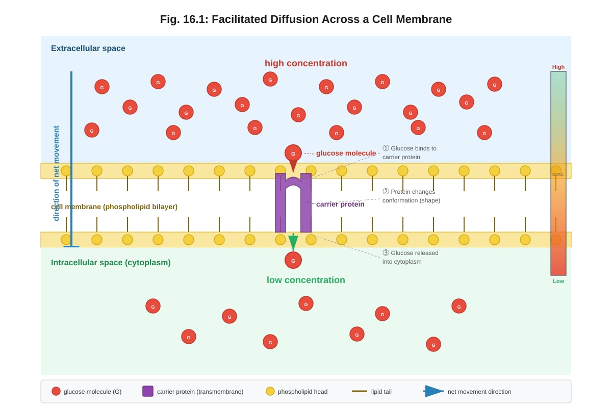 Diagram for Q16 (ALEVEL Biology H2)