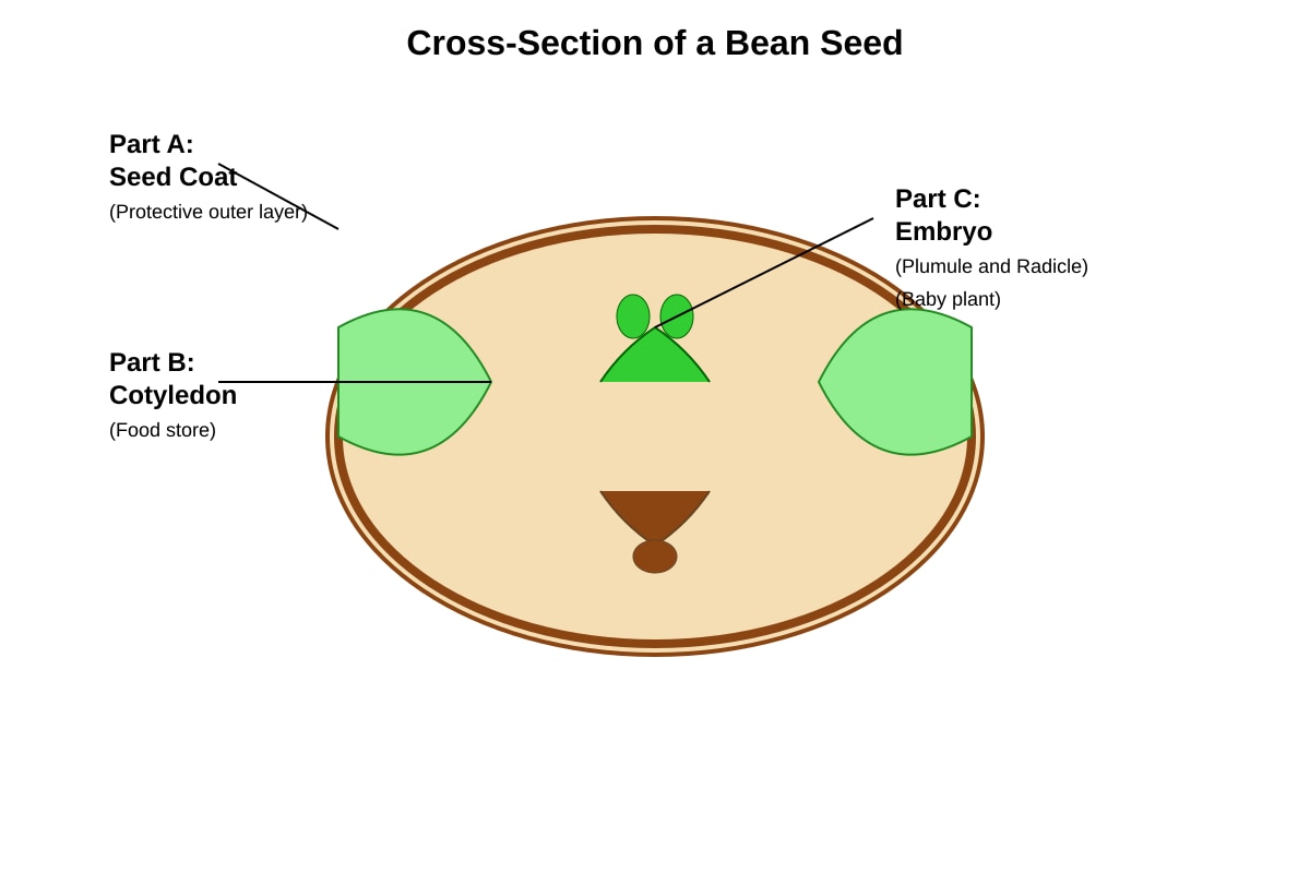 Diagram for Q12 (P6 Science)