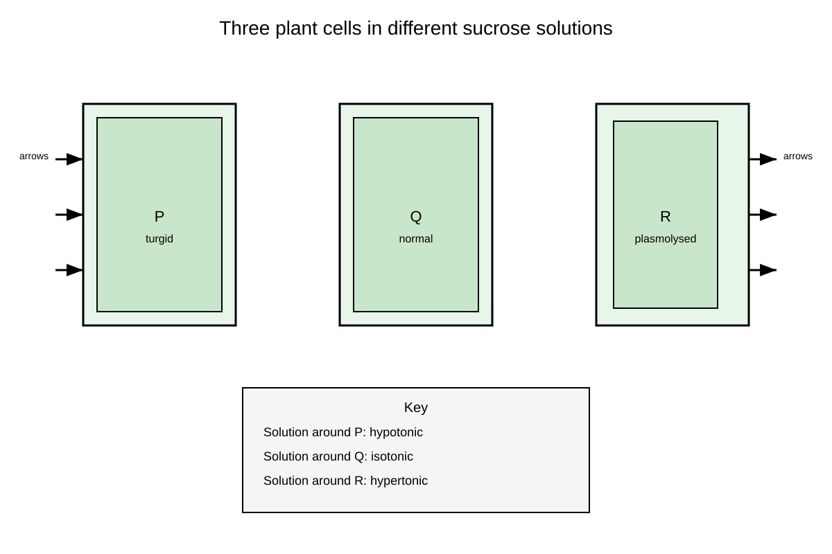Diagram for Q12 (SEC4 Pure Biology)