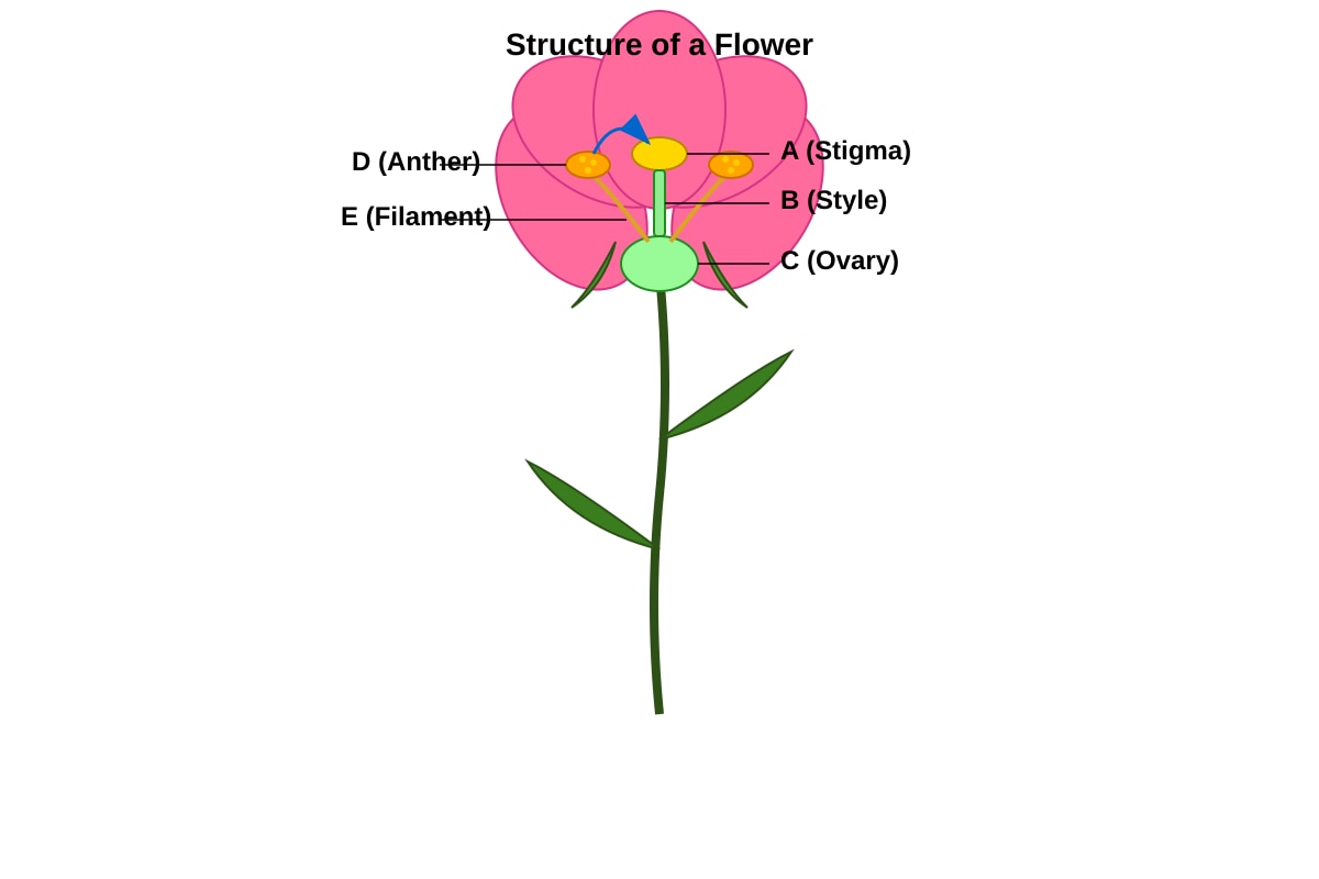 Diagram for Q17 (P5 Science)