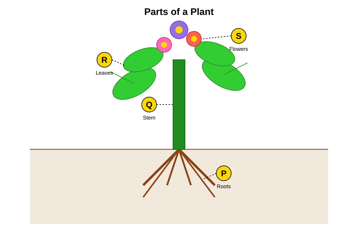 Diagram for Q31 (P4 Science)
