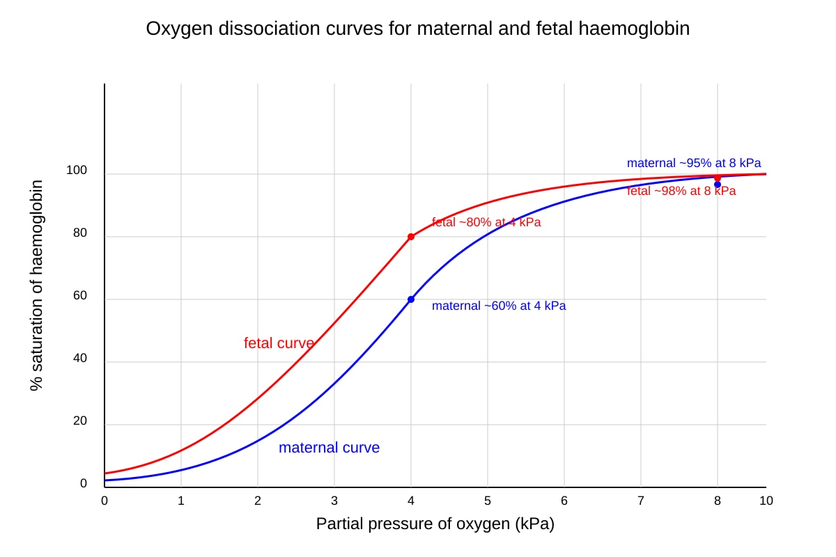 Graph for Q12 (SEC4 Pure Biology)