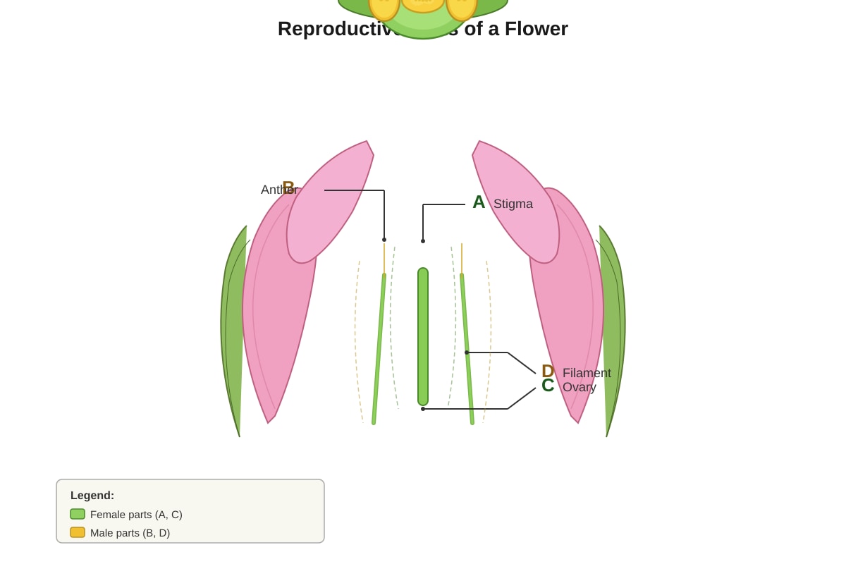 Diagram for Q2 (P5 Science)