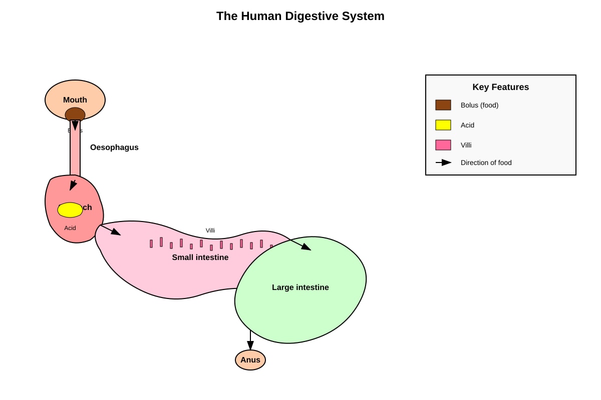 Diagram for Q14 (P6 Science)