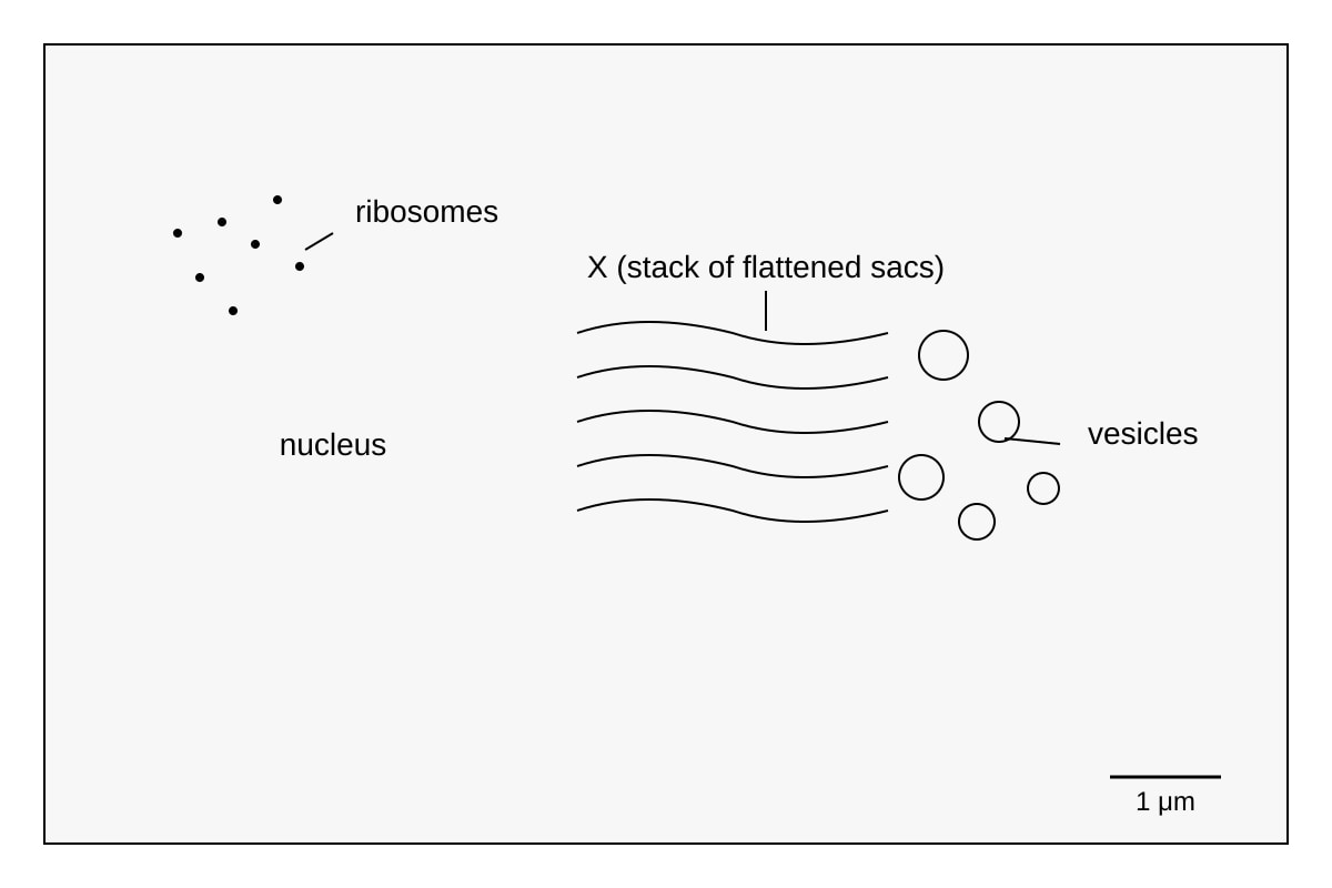 Diagram for 2 (ALEVEL Biology H1)