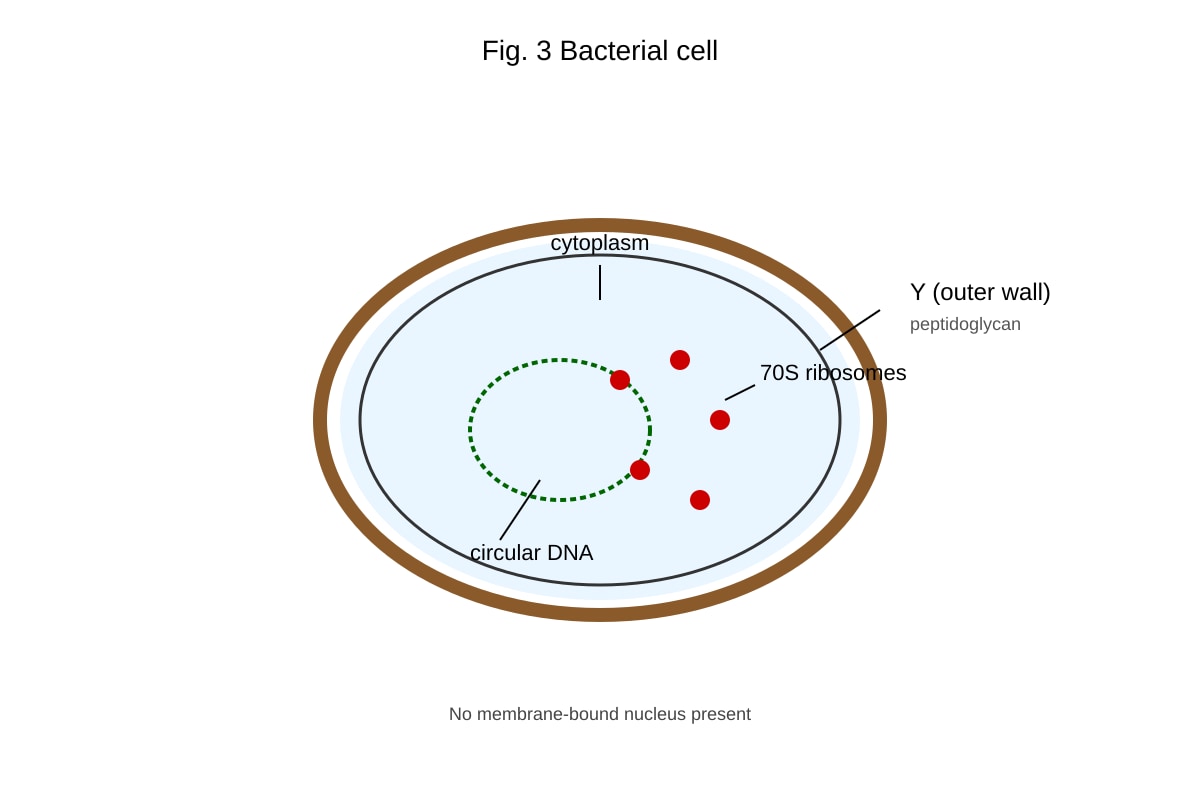 Diagram for 7 (ALEVEL Biology H1)