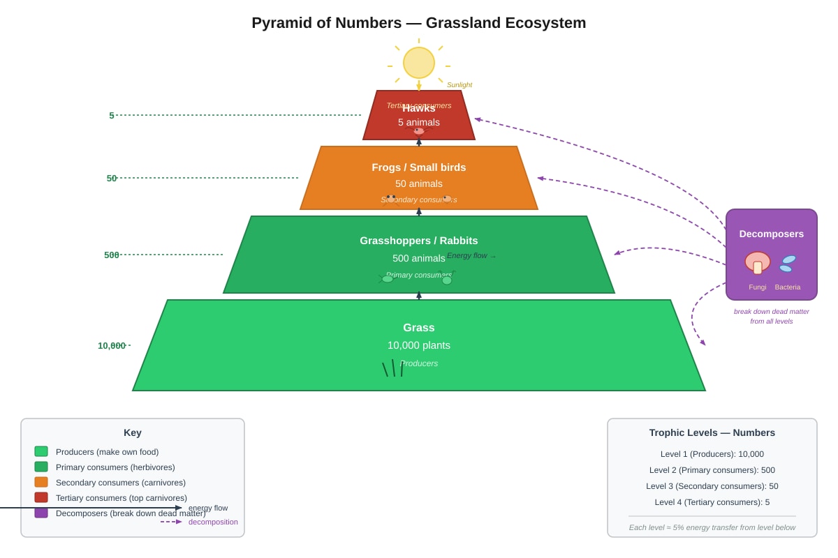 Diagram for Q37 (P6 Science)
