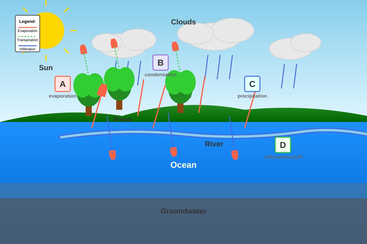 Diagram for Q31 (P6 Science)