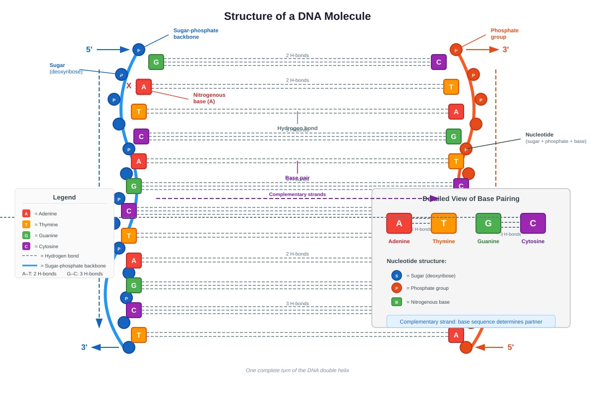 Diagram for Q18 (SEC3 Biology)