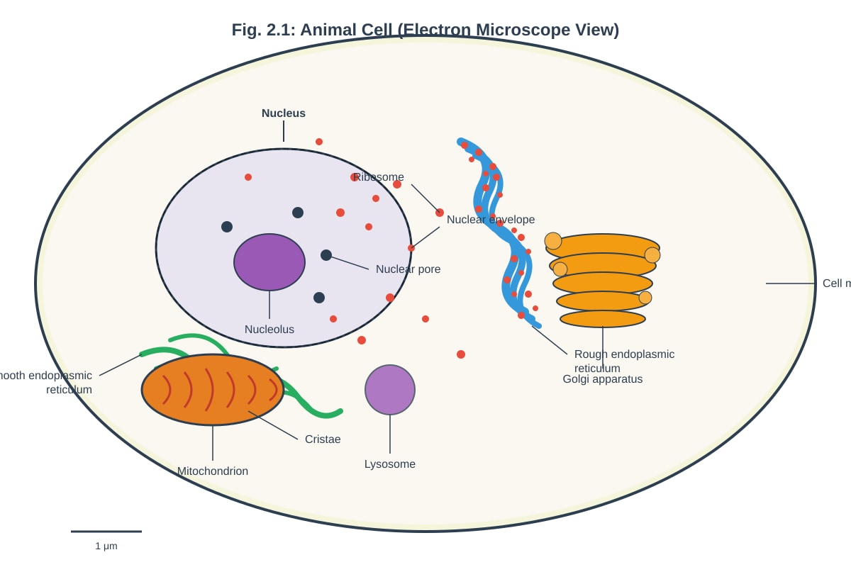 Diagram for Q2 (ALEVEL Biology H1)