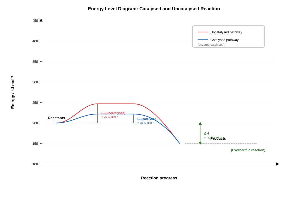 Graph for Q17 (SEC3 Biology)