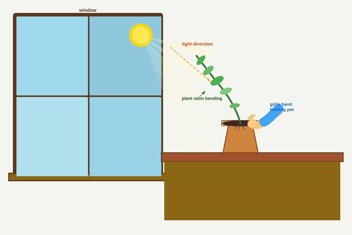 Diagram for Q20 (P3 Science)