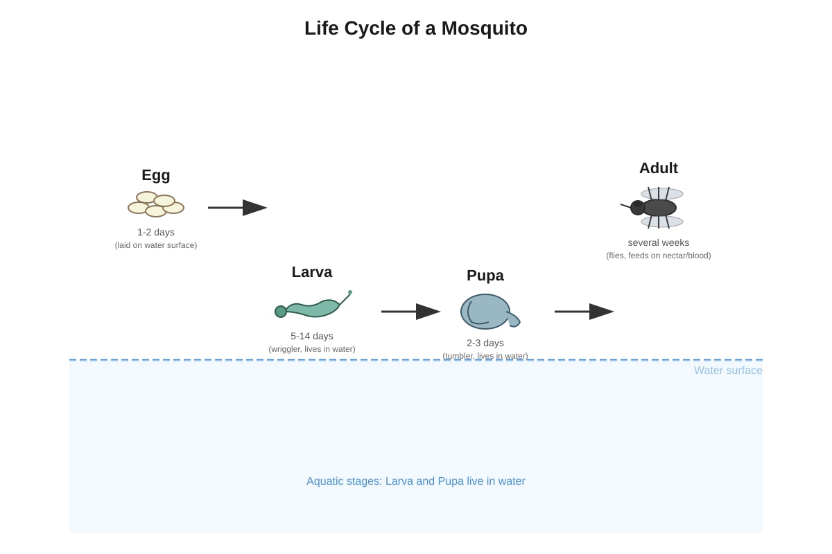 Diagram for Q18 (P6 Science)