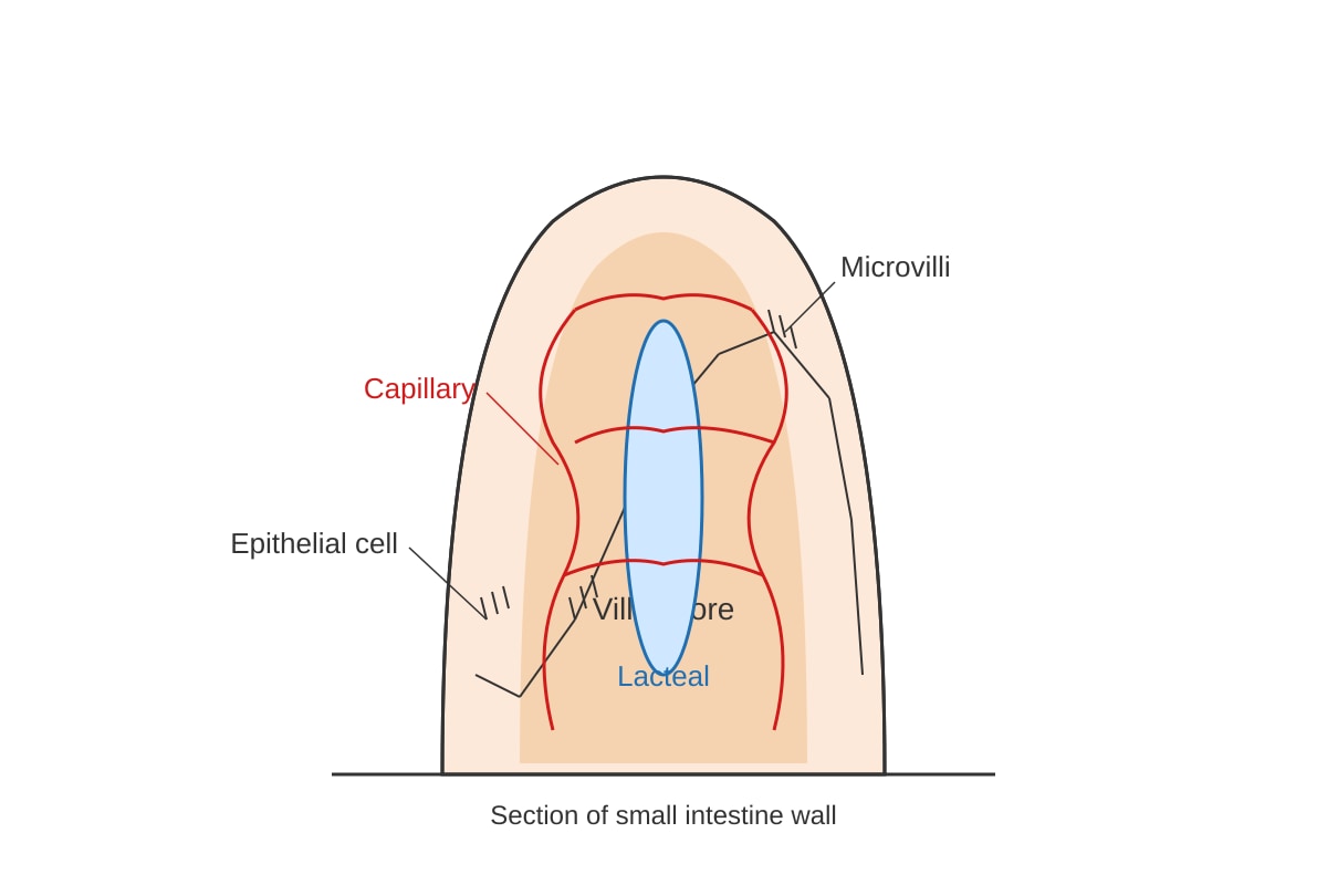 Diagram for Q18 (ALEVEL Biology H1)