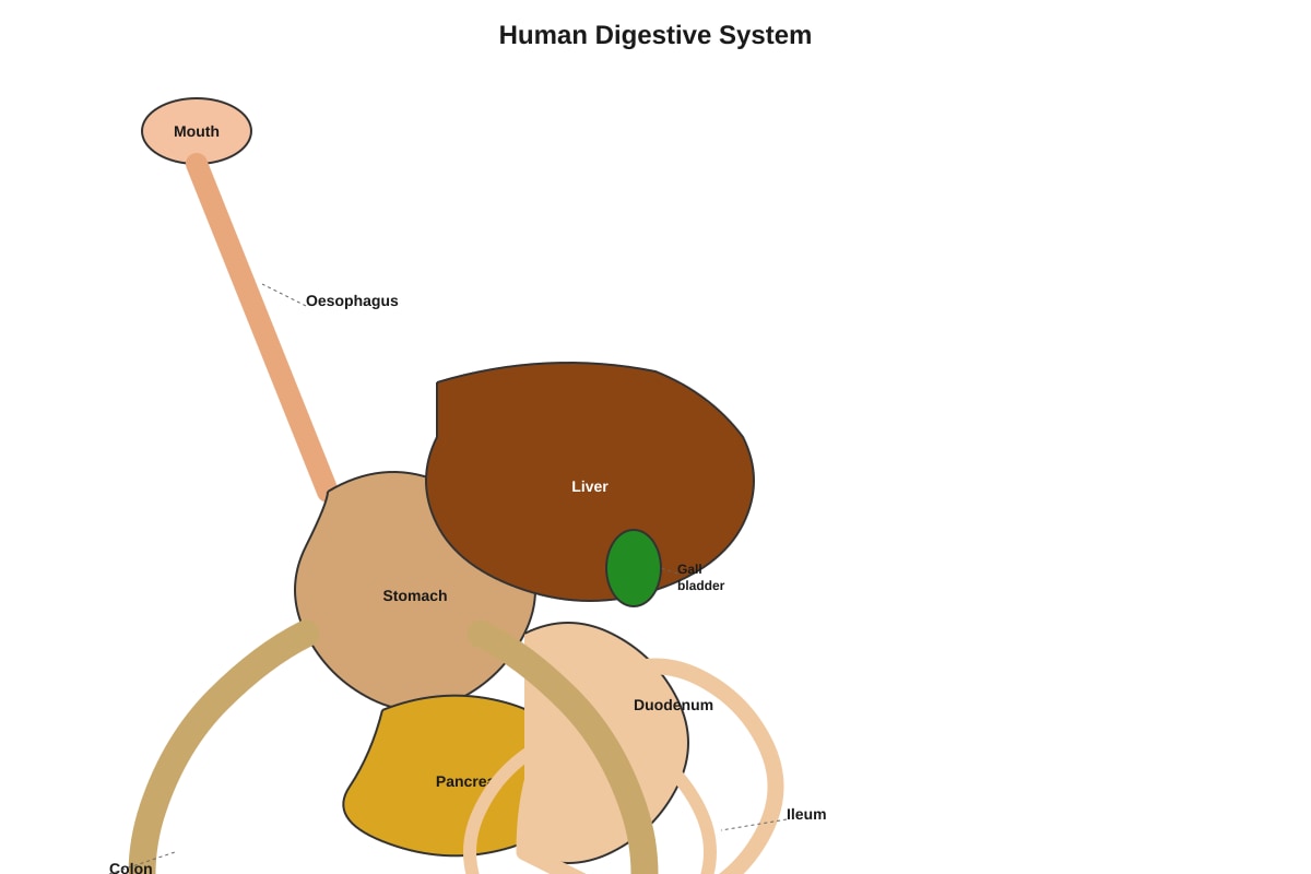 Diagram for Q6 (SEC1 Science)