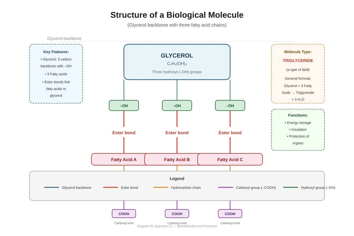 Diagram for placeholder 4 (SEC4 Combined Sci Bio)
