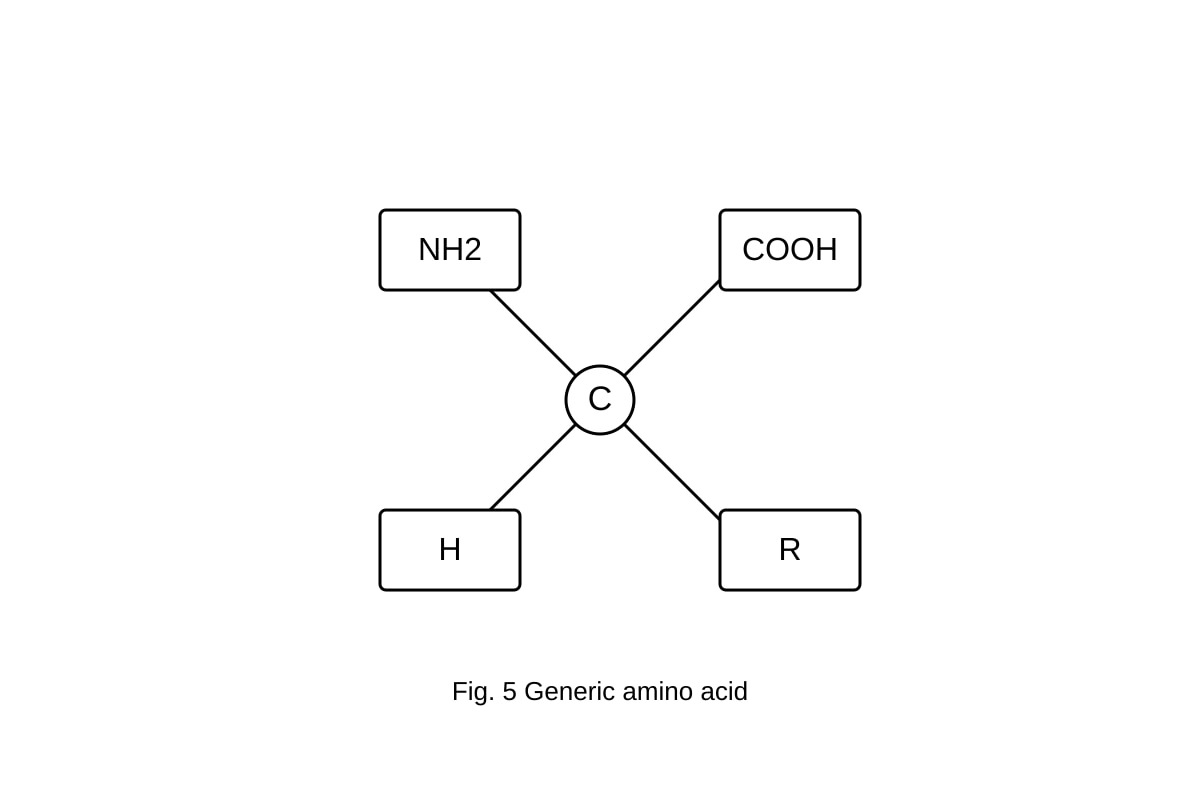 Diagram for 13 (ALEVEL Biology H1)