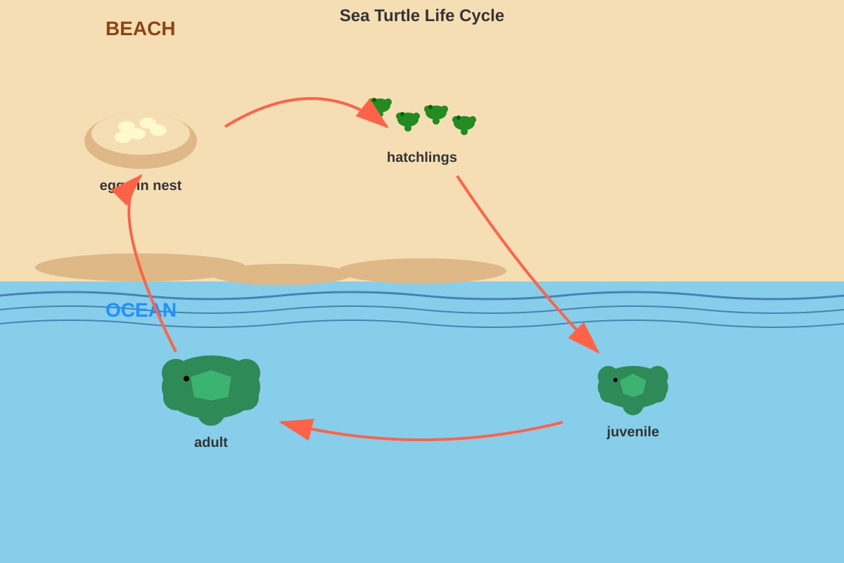 Diagram for Q7 (P6 Science)