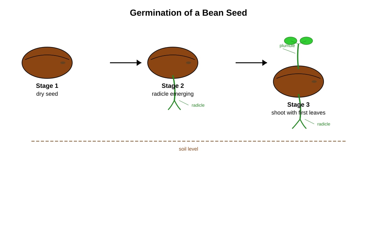 Diagram for Q11 (P5 Science)