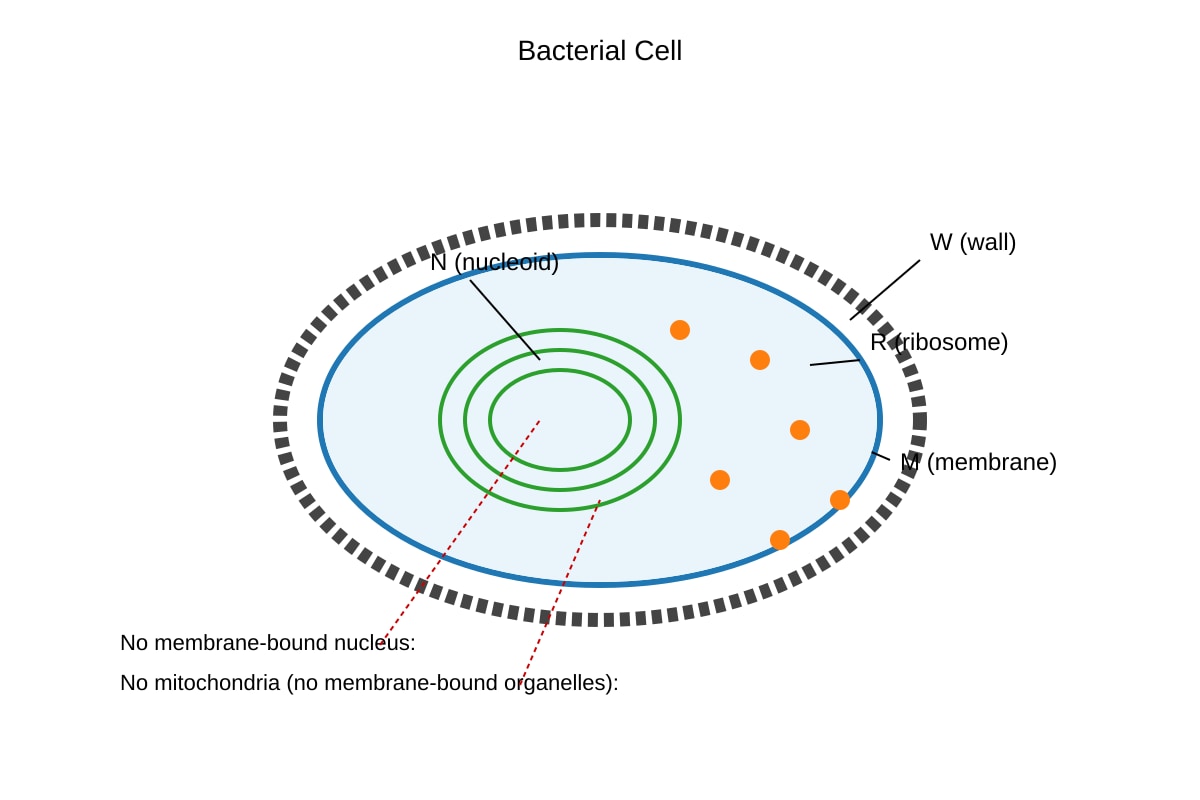 Diagram for Q15 (ALEVEL Biology H1)