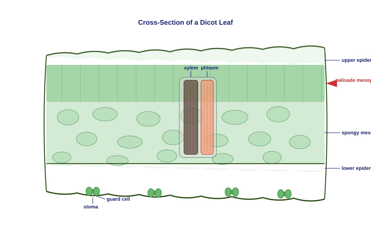 Diagram for Q14 (SEC1 Science)